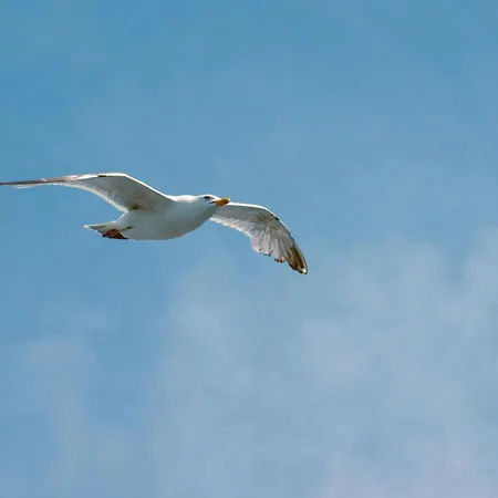 Domein 15 De Haan Nieuwmunster, 4-bedroom House For Up To 6 People, Between Wenduine, 1 Km, And De Haan, 2 Km, 500 Meters From The Beach,15 Min From Bruges, Ostend And Knokke, Fenced Garden, Bed Linen And Towels Provided, Pet Allowed, On Dema Zuienkerke