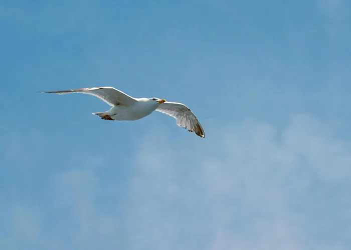 Domein 15 De Haan Nieuwmunster, 4-bedroom House For Up To 6 People, Between Wenduine, 1 Km, And De Haan, 2 Km, 500 Meters From The Beach,15 Min From Bruges, Ostend And Knokke, Fenced Garden, Bed Linen And Towels Provided, Pet Allowed, On Dema Zuienkerke